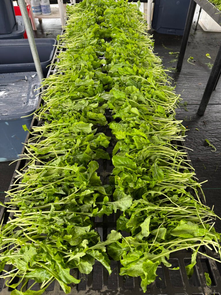 Hawaii organic farm to table