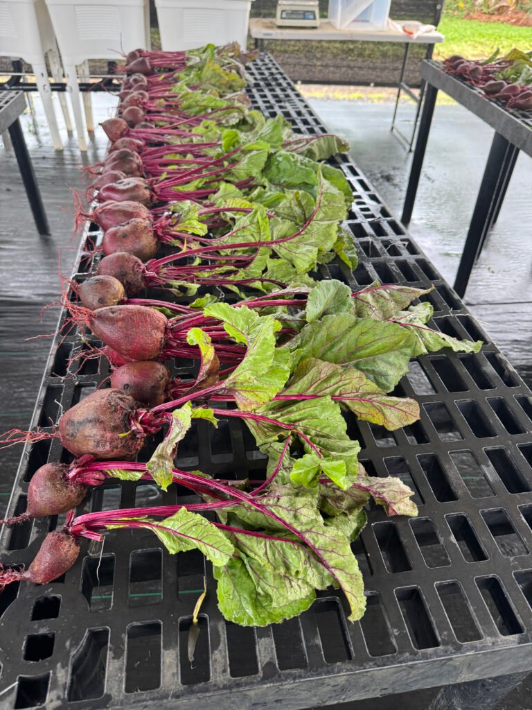 Hilo organic farm to table beets