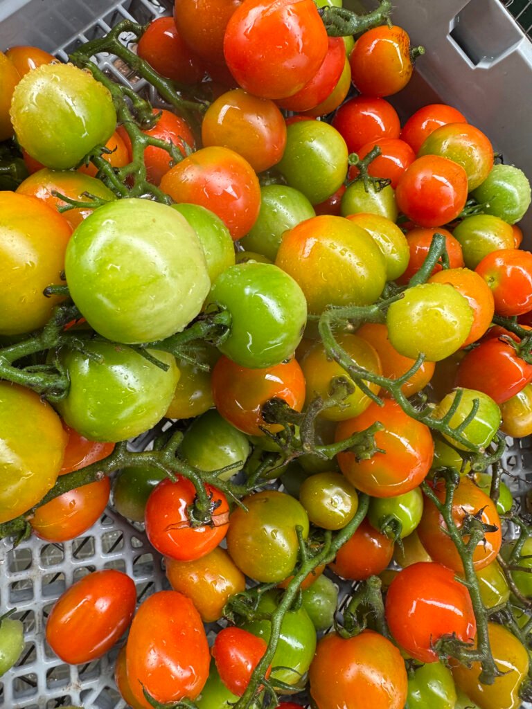 Hilo farm to table tomatoes