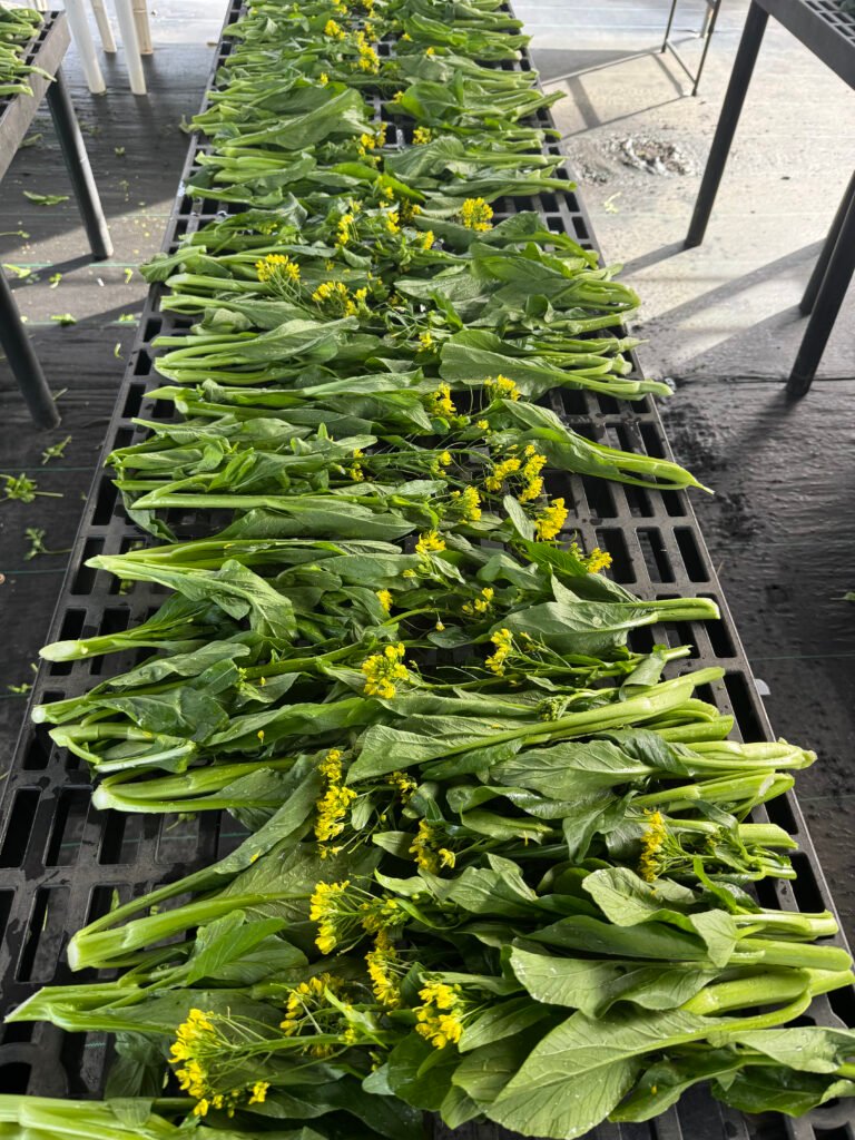 Hilo organic farm to table