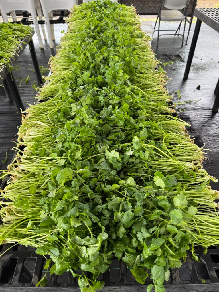 Hawaii organic farm to table