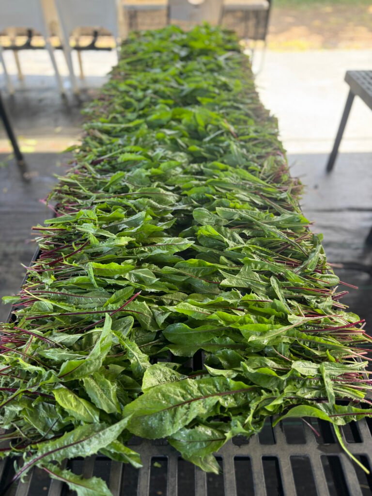 Hawaii organic farm to table