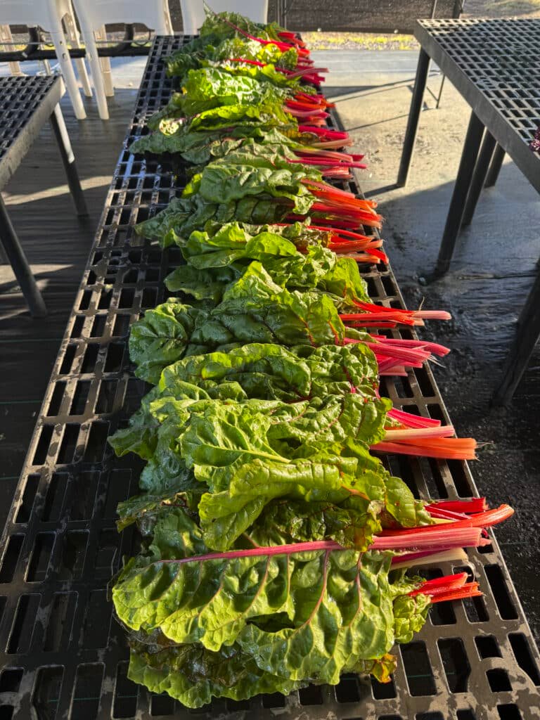 Hilo organic farm to table