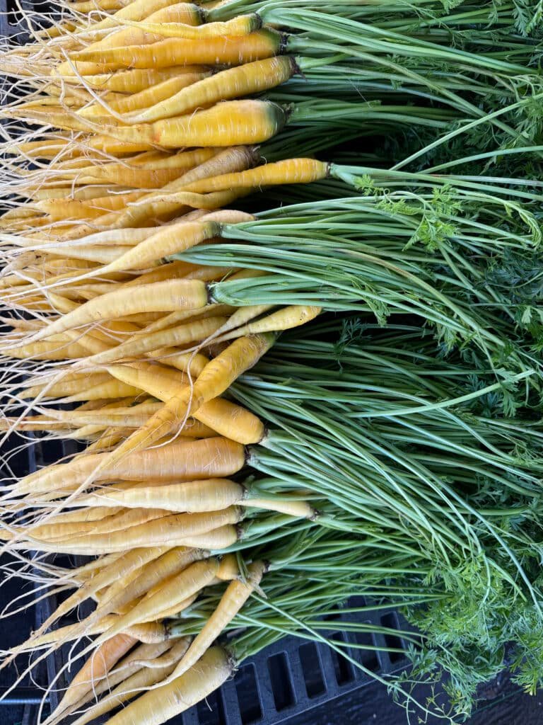 Hilo organic farm to table